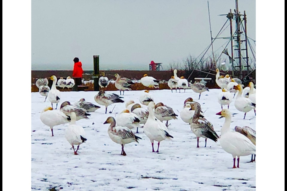 More snow geese have been killed after apparently being hit by a vehicle in Richmond